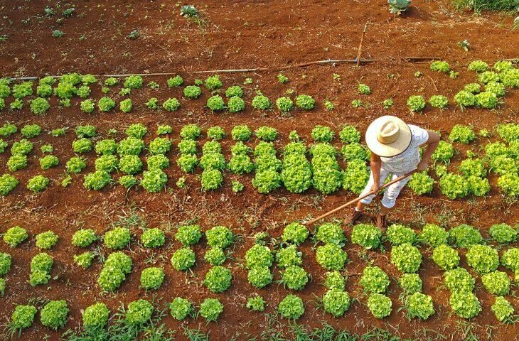 Imagem de compartilhamento para o artigo Em Mato Grosso do Sul, agricultores familiares recebem apoio para acessar crédito rural com juros baixos da MS Todo dia